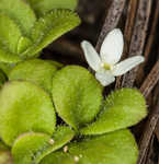 Innocence <BR>Roundleaf bluet